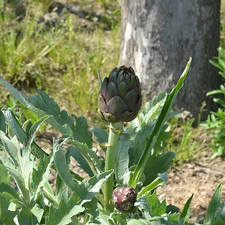 Il Pruno-2